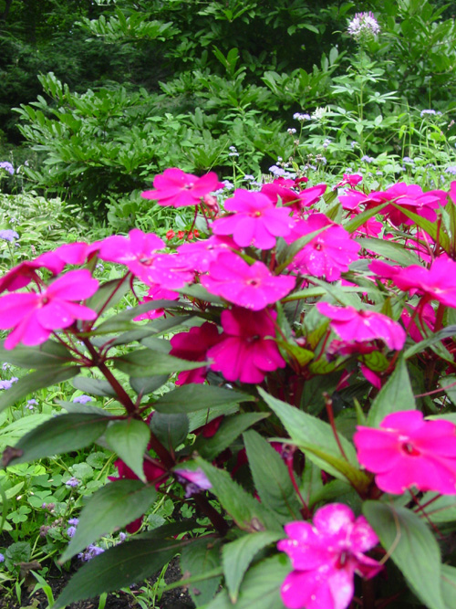 Sunpatiens magenta